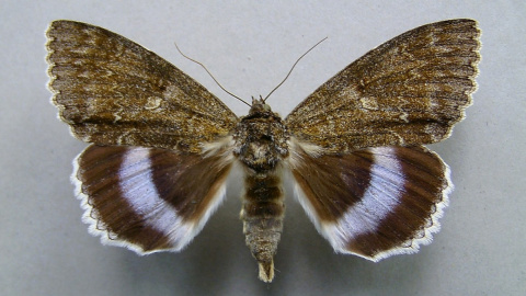 Бабочка Catocala fraxini. Фото: wikipedia.org