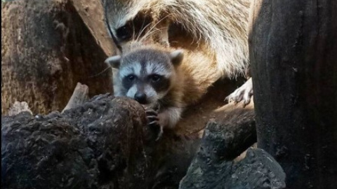Новонароджений єнот в зоопарку Одеси. Фото: facebook/OdesskijZoopark