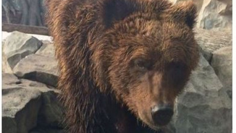 Медведица в киевском зоопарке вышла из спячки.  Фото: facebook.com/serhii.hryhoriev.