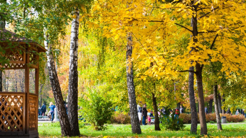 Осінь у Києві. 