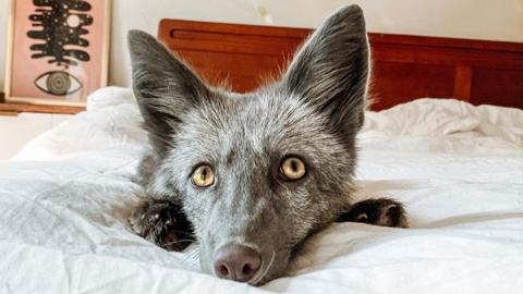 Лисенок Лор. Фото: juniperfoxx