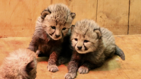 Сейчас все детеныши чувствуют себя отлично. Фото: stlzoo.org
