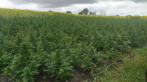 Плантація коноплі в Сумській області Фото: Нацполіція
