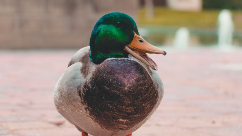 Селезень. Фото: pexels