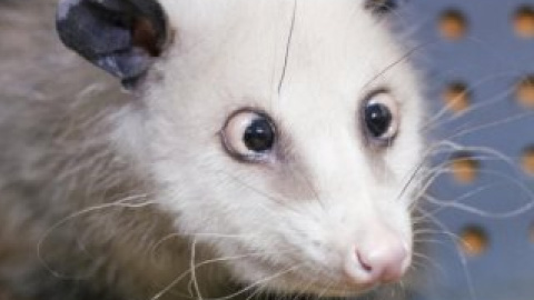 Косоокий опосум Хайді стала продовжувачкою справи восьминога Пауля.