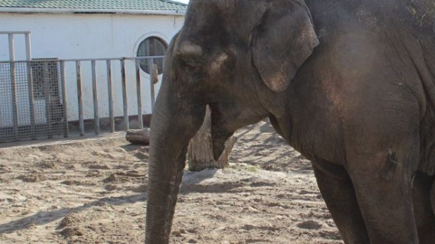 Звери с удовольствием отведали "восьмёрку" из овощей. Фото: vk.com/zoo.kharkov
