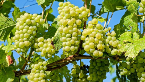 Виноград. Фото: pixabay.com/Couleur