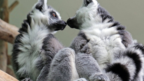 В Киевском зоопарке рассказали о весенних причудах его жителей. Фото: Фото: facebook.com/zoo.kiev.ua