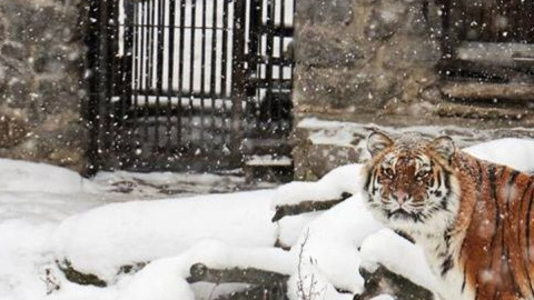 У 2018 тема – "Великі котячі: хижаки під загрозою". Фото: facebook.com/zoo.kiev