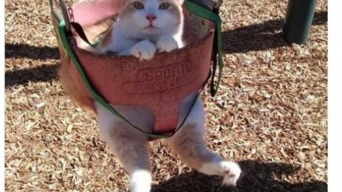 Коты не могут делать дела - у них лапки. Фото: twitter.com/KNaprimer