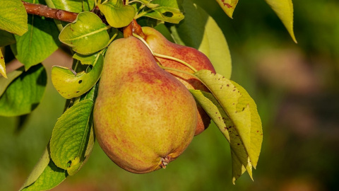 Груши. Фото: pixabay.com