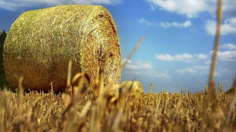 Літо. Фото: pixabay