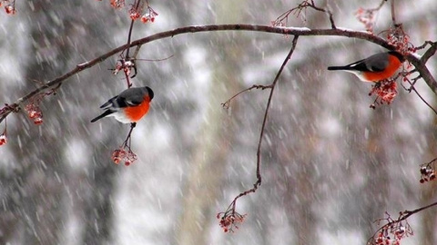 Фото: spektrnews.in.ua