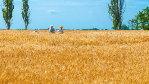 Фермери (ілюстрація). Фото: pixabay.com