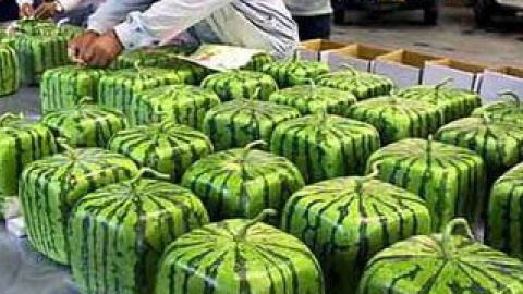У США кавун вагою в 6,8 кг коштує приблизно 75 доларів.
