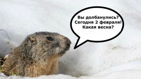 Люди с нетерпением ждут предсказания от маленького синоптика. Фото: twitter.com