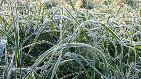 Заморозки 0...-3 будут в Черниговской и Сумской областях. Фото: tengrinews.kz