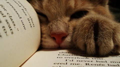 В Facebook стартовал флешмоб #читайукраїнське. Фото: depoisdosquinze.com