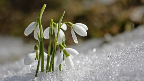 Привітання з днем: Фото: Pixabay