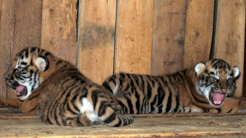 Амурский тигр занесен в Красную книгу. Фото: facebook.com/topchy.zoo