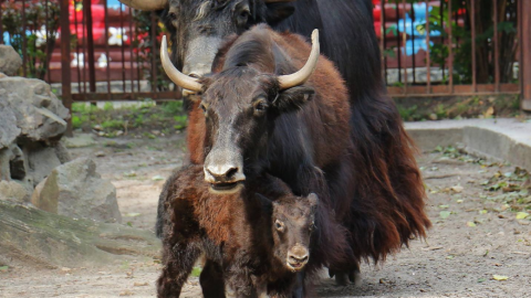 В семействе яков родился теленок. Фото: facebook.com/zoo.kiev.ua