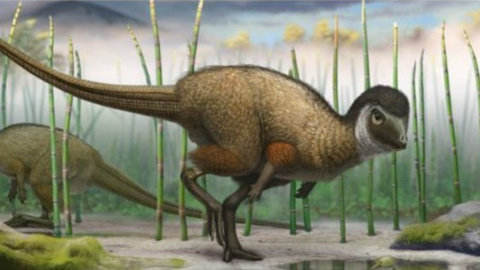 Вид динозавра - кулиндадромеус забайкальский (kulindadromeus zabaikalicus)