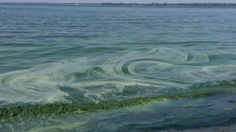 Киевское море позеленело
