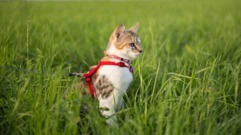 Выгул кота. pixabay