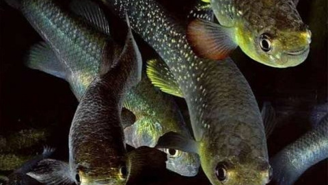 Рыбки адаптировались к летальным загрязнениям воды. Фото: aquafisher