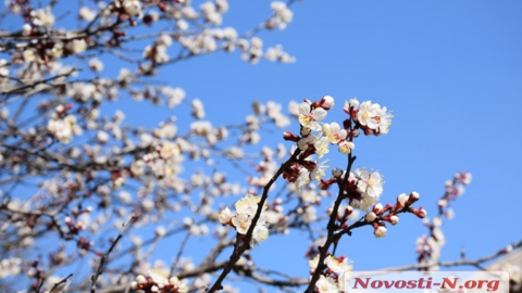 Цвітіння абрикос в Миколаєві. Фото: novosti-n.org