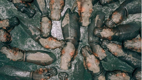 Переможцем конкурсу в 2019 стала фотографія "Купання бегемотів у Танзанії". Автор: Zekedrone