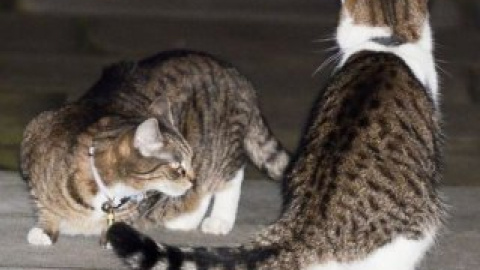 Между котами британских министров установились непростые отношения.