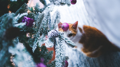 Новогодняя елка. Фото: pexels