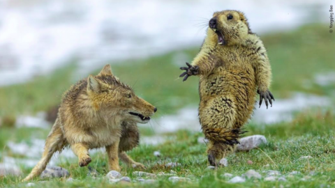 Фото: Instagram/WildlifePhotographerOfTheYear