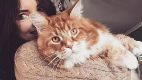 Кот из Австралии может попасть в Книгу рекордов Гиннеса. Фото: @OMAR_MAINECOON