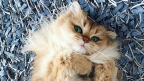 ​В сети нашли самую фотогеничную кошку интернета