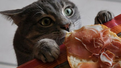 ​Коты, которых застали врасплох
