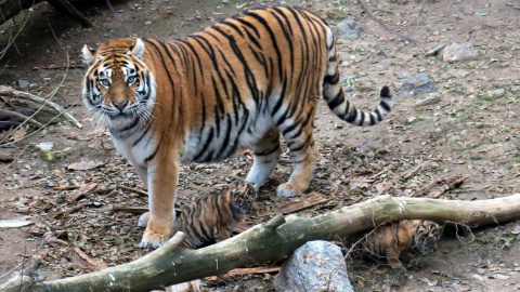 Разница в тигрят 25 дней. Фото: facebook.com/topchy.zoo