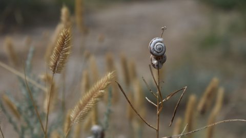Літо. Фото: pixabay