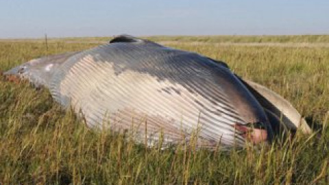 Івасевий кит із сімейства полосатиків підряду вусатих китів.