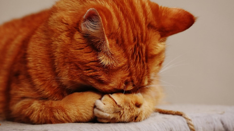 16 кошачьих странностей. Фото: pixabay.com
