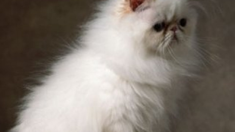 Перського кота забрали як заставу.