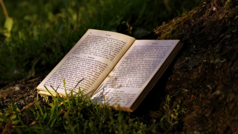 На "Книжном Арсенале" состоится акция "Деревья за книги". Фото: pixabay.com