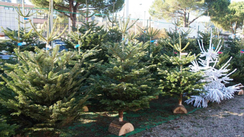 В столице открыли 10 пунктов для утилизации новогодних елок. Фото: mamanizza.com