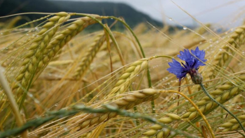 На Андрея Налива на полях "наливались" озимые культуры и овес. Фото: Agrоlain.ru