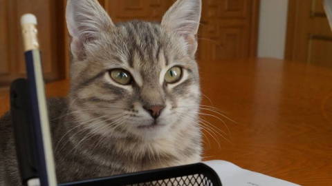 Кот-секретарь. Фото: facebook.com/RadioSvoboda.Org