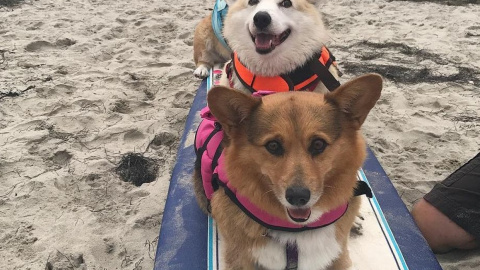 Соревнования проводят 11 лет. Фото:.instagram.com/supercorgi_jojo