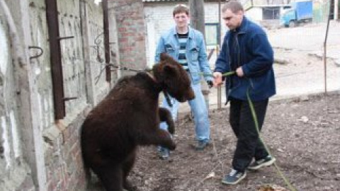Перше місце посіла новина про ведмедя в Луганську.