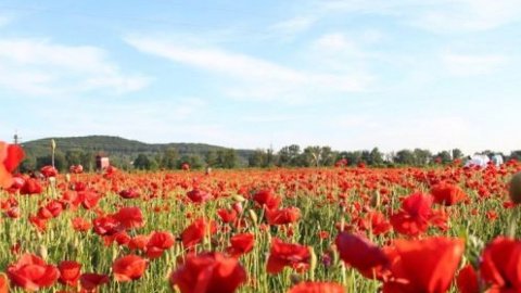 В центре Украины днем +33...+38 градусов. Фото: mukachevo.net