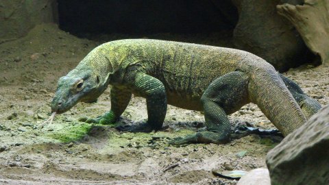 Комодский дракон. Фото: Вікіпедія